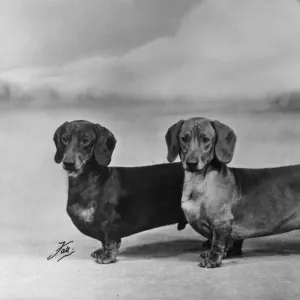 Fall / Smooth-haired dachshunds owned by Mr J E Langdale