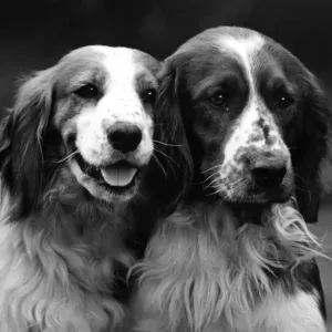 1934 Champion Welsh Springer Head Study Print 1934 Champion Welsh Springer Head Study Print