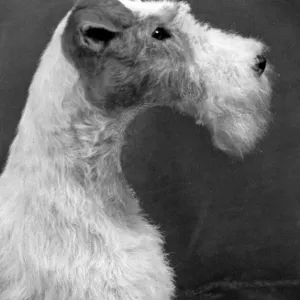 1954 Wire Fox Terrier Head Study Print 1954 Wire Fox Terrier Head Study Print