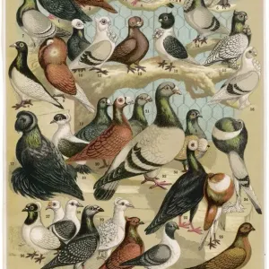 Pigeons Related