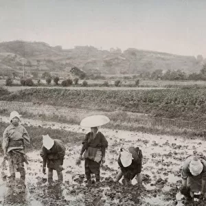 Farm workers transplanting rice sprouts, Japan