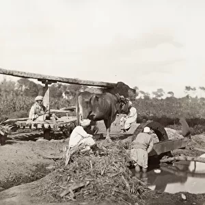 Farmers and an ox driven water wheel or sakkieh, Egypt
