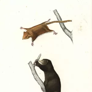 Phalangeridae Fine Art Print Collection: Talaud Bear Cuscus
