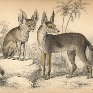 Fennec Fox Print, Handcolored Engraving, 1839 Fennec Fox Print, Handcolored Engraving, 1839