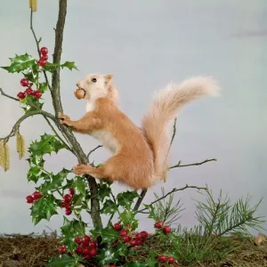 Festive Nutty Squirrel Print Festive Nutty Squirrel Print