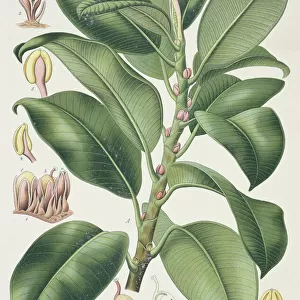 Ficus elastica, Indian rubber tree