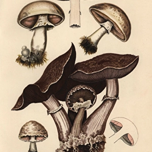 Field mushroom, Agaricus campestris, edible