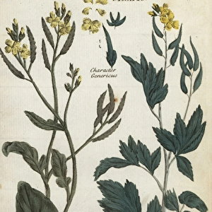 Field mustard, Sinapis arvensis, and white