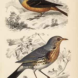Fieldfare, Turdus pilaris, and rufous-tailed