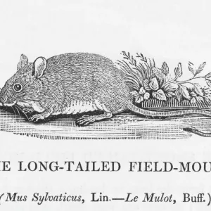 Long-tailed Field Mouse