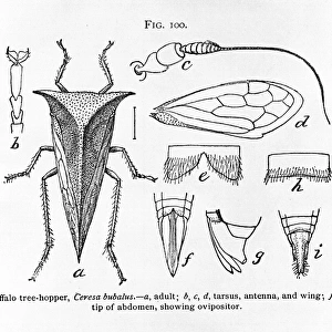 Fig 100. Ceresa bubalus, buffalo tree-hopper