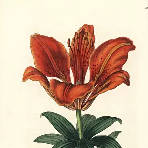 Fire lily, Lilium bulbiferum