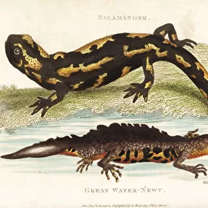 Fire salamander and smooth newt