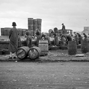 Fishery workers on a quayside