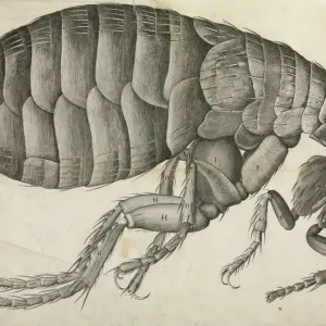Flea Print from Micrographia (1665) Flea Print from Micrographia (1665)
