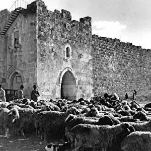 Flock of sheep, walls of Jerusalem