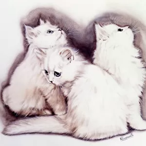 Three Fluffy white kittens