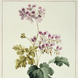 Folio 19 from A Collection of Flowers by John Edwards