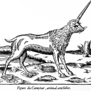 Print of a Camphur, an amphibious Ethiopian unicorn from Folklore Print of a Camphur, an amphibious Ethiopian unicorn from Folklore