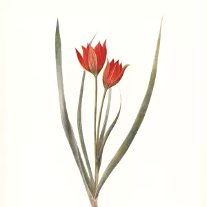 Form of Tulipa orphanidea No. 45
