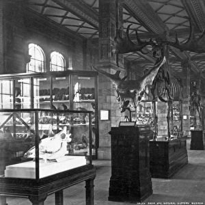 Fossil Mammal Gallery, Natural History Museum