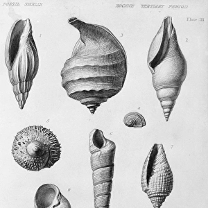 Fossil shells of the Eocene Tertiary Period