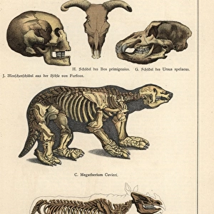 Fossil skulls and skeletons