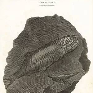 Fossils of extinct fish