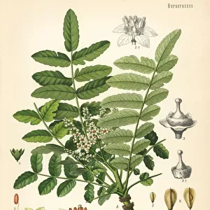 Frankincense or olibanum-tree, Boswellia sacra