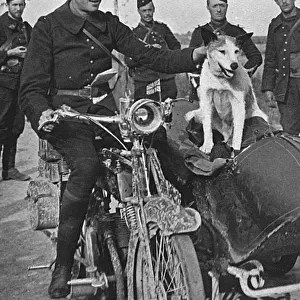 French Army dog Prusco