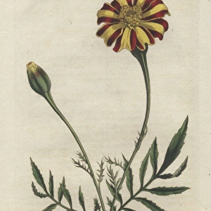 French marigold or spreading tagetes, Tagetes patula