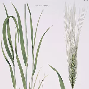 Friticum hordeiforme, wheat