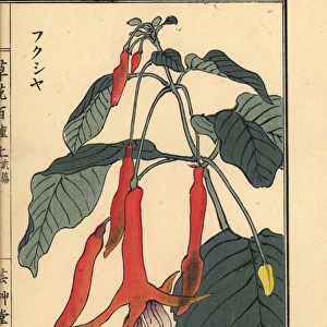 Fukusha or fuchsia, Fuchsia