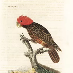 Gang-gang cockatoo, Callocephalon fimbriatum