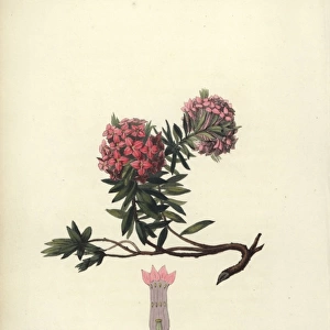 Garland flower, Daphne cneorum