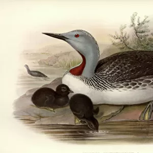 Loons Canvas Print Collection: Red Throated Loon