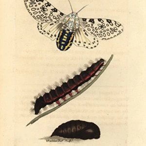 Giant leopard moth, Hypercompe scribonia
