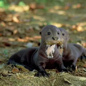 Mustelidae Collection: Giant Otter