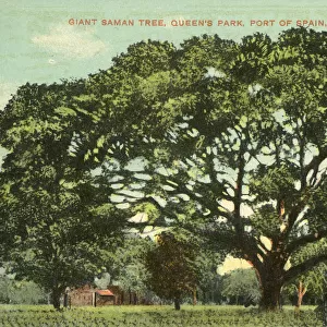 Giant Saman Tree - Queens Park - Port of Spain, Trinidad