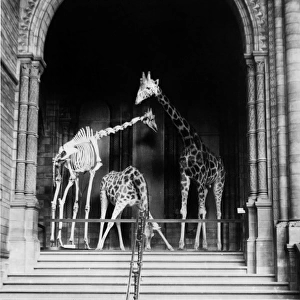 Giraffes on steps, October 1903 at the Natural History Museu