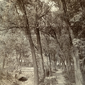 A glade in Tientsin (Tianjin), China