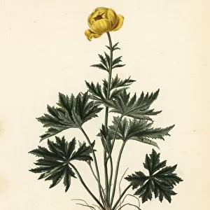 Globeflower, Trollius europaeus