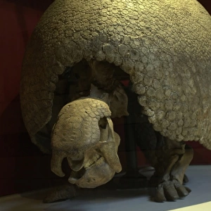 Glyptodon clavipes, giant armadillo