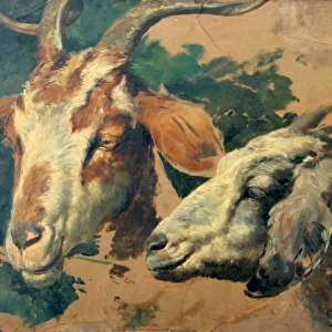 Goats by Fortunino Matania