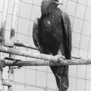 Golden Eagle Print, 1960s Golden Eagle Print, 1960s