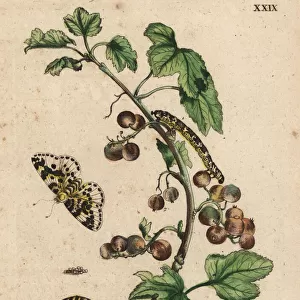 Gooseberry with moth