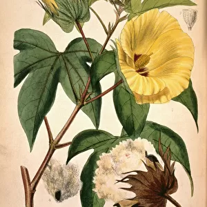 Gossypium barbadense, cotton plant