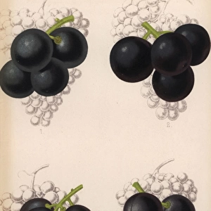Grape varieties: Black Hamburg and Gros Colman