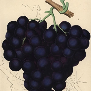 Grape varieties: Mill Hill Hamburgh and Dutch