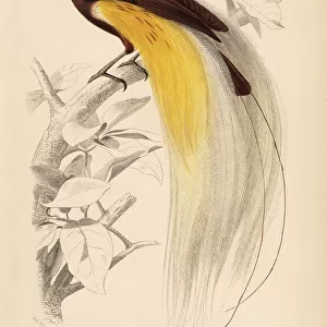 Passerines Photographic Print Collection: Birds Of Paradise